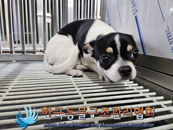 한국동물구조관리협회_411306202400856